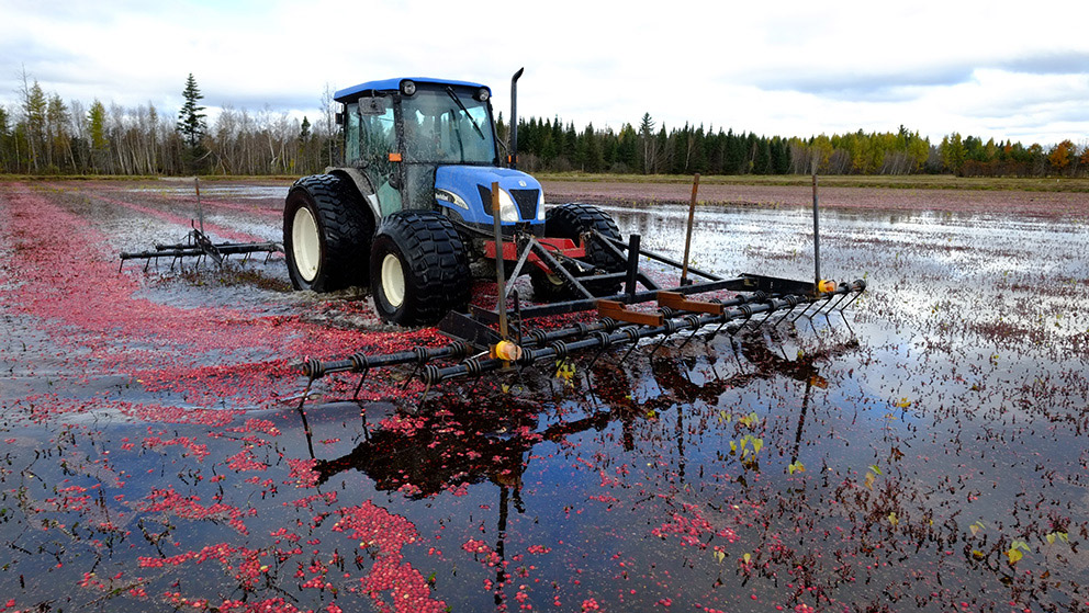 A tractor plowing through a field of cranberries.
