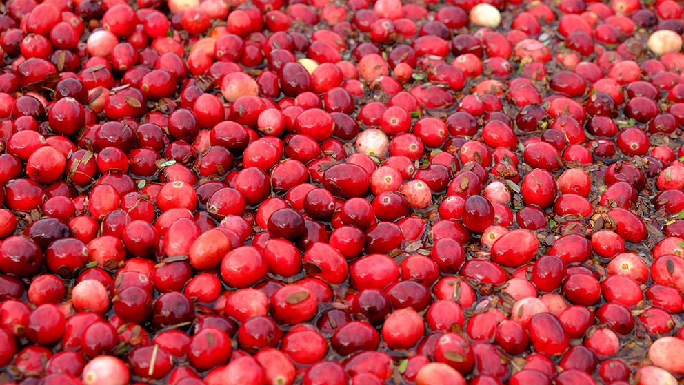 A close-up on a bundle of cranberries.