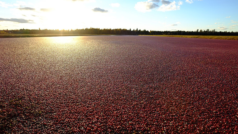 A panoramic view of a field of cranberries.