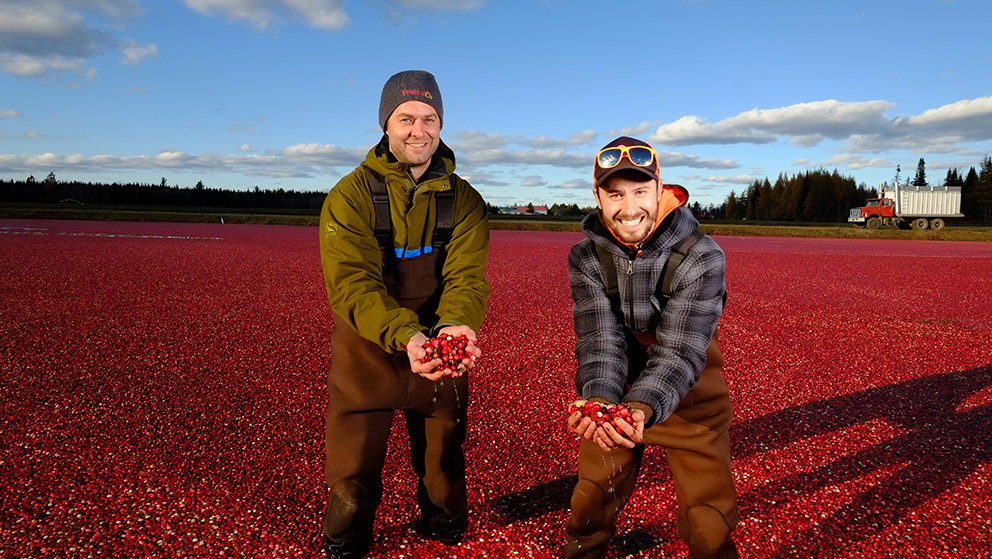 Crop scientist Simon Bonin and cranberry farmer Olivier Pilotte holding cranberries surrounded by a field of said fruit.