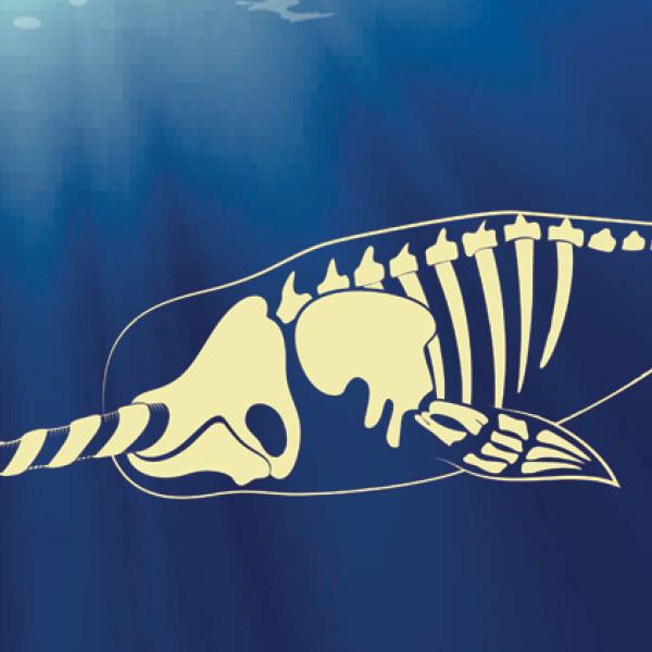 Image of a marine creature's skeleton overlayed on an underwater background.