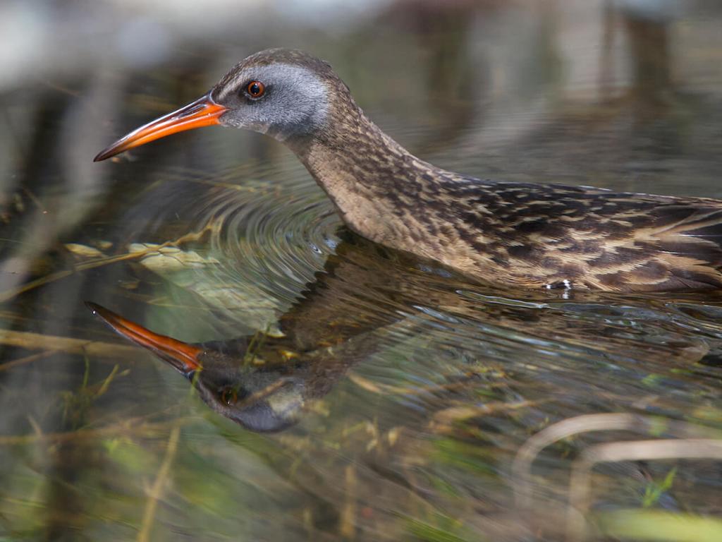 A bird with a long, reddish bill and flecked brown feathers wades in marshy waters.