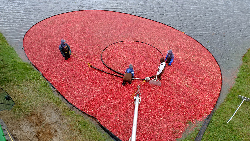 A top down view of a group of farmers gathering cranberries in a field.