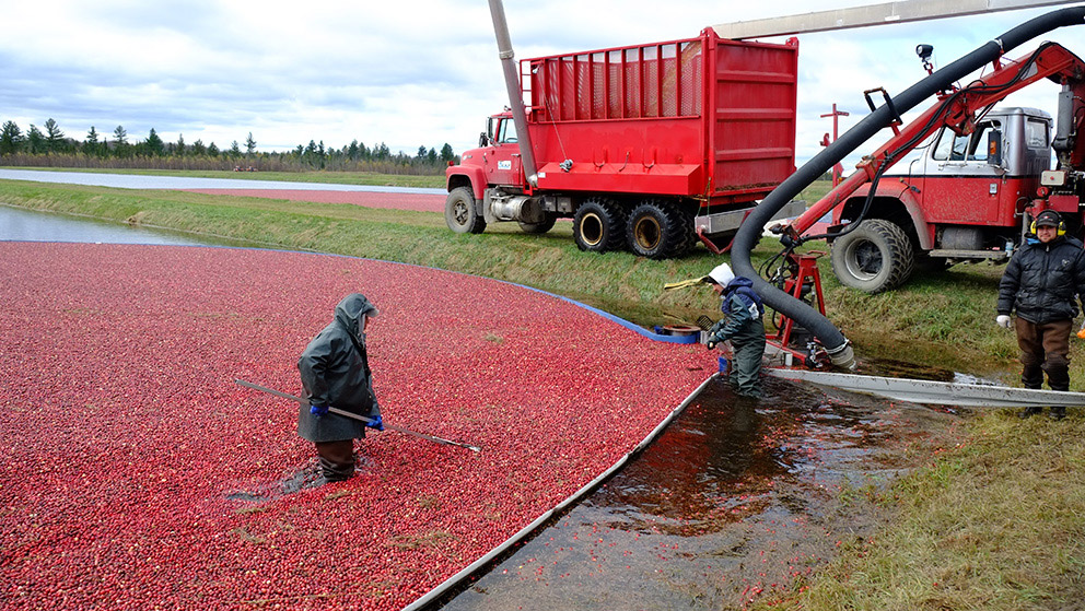 A farmer walking through a field of cranberries surrounded by farming machinery.
