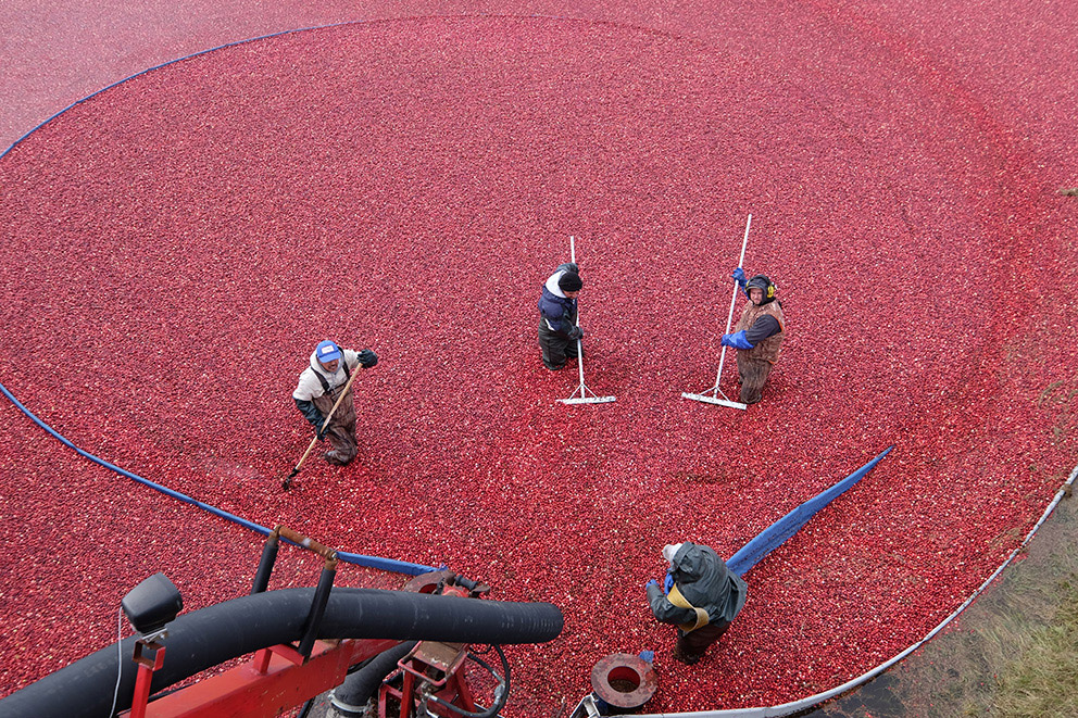 Vue de haut en bas d'un groupe d'agriculteurs et d'agricultrices ramassant des canneberges dans un champ.