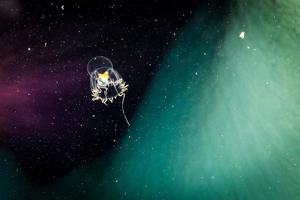 A jellyfish under the arctic sea.