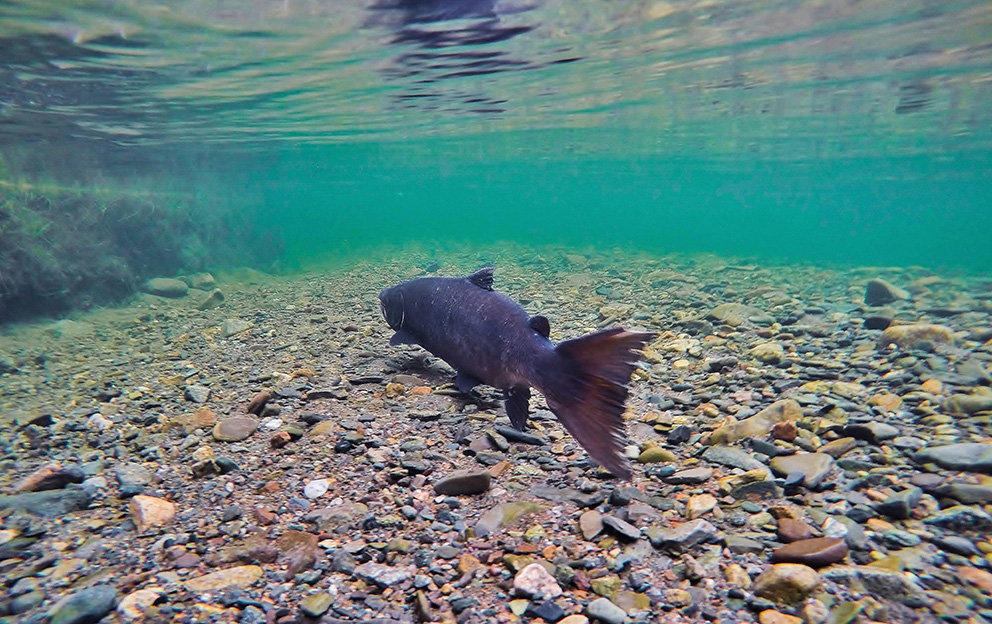 An Atlantic salmon kelt swimming under the sea.