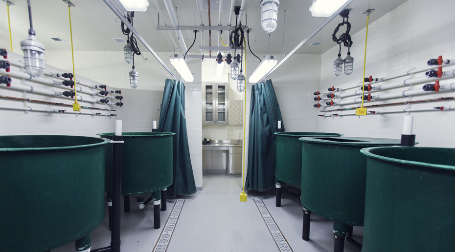 A concrete room full of dark green vats.