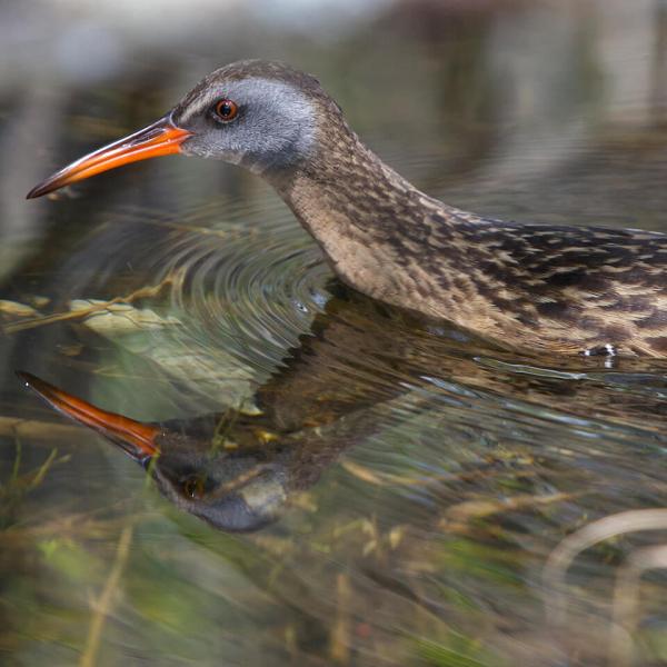 A bird with a long, reddish bill and flecked brown feathers wades in marshy waters.