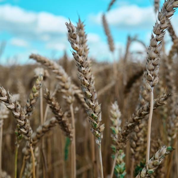 Close up photo of the heads of wheat stalks in a field.