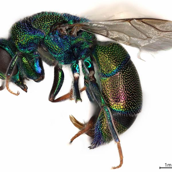 A close-up view of a jewel-toned flying insect.