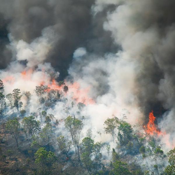 Dark orange flames along the crest of a treed hill with billows of thick grey smoke.