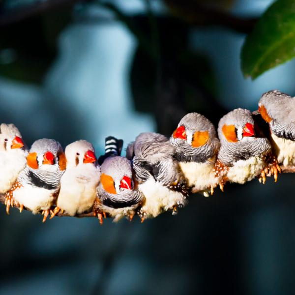 A row of zebra finches with bright orange beaks perch in a tight huddle along a long branch. 