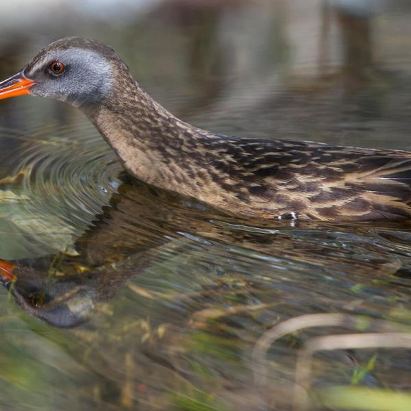 Un oiseau au long bec rougeâtre et au plumage brun moucheté patauge dans des eaux marécageuses.