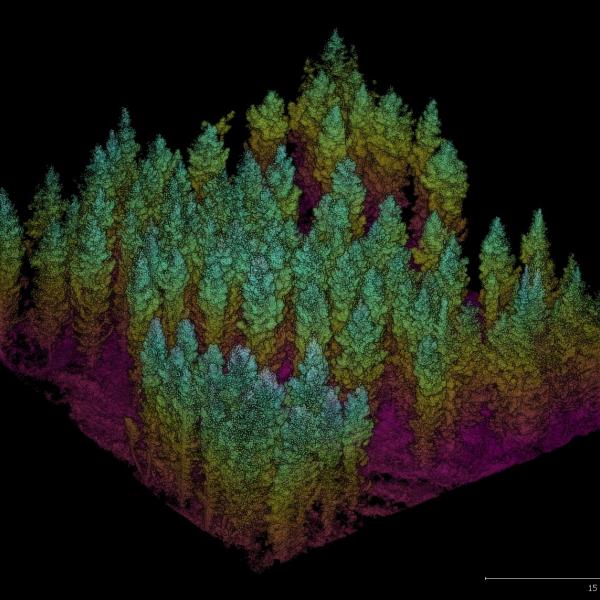 Une image générée par ordinateur montre plusieurs dizaines de conifères. Les niveaux supérieurs sont surtout verts, les niveaux intermédiaires, jaune-orange, et les niveaux inférieurs, rose foncé.