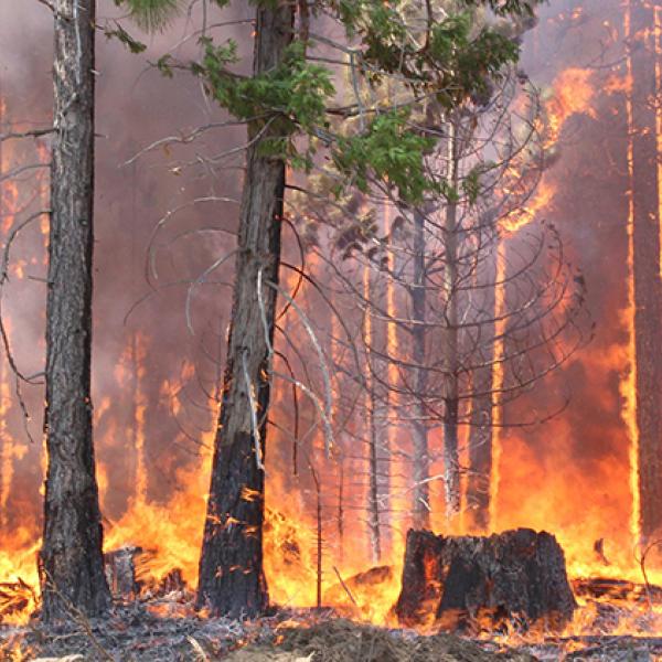 Bright orange flames and dark grey smoke engulf a coniferous forest