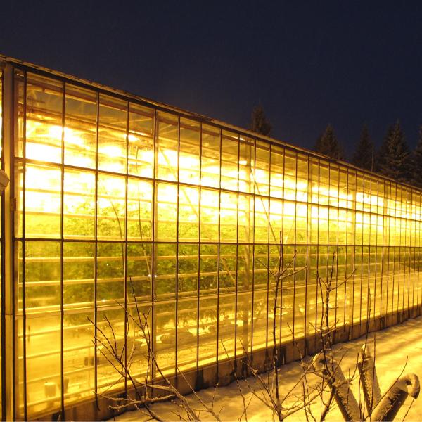 A greenhouse glows yellow at night in a snowy background.