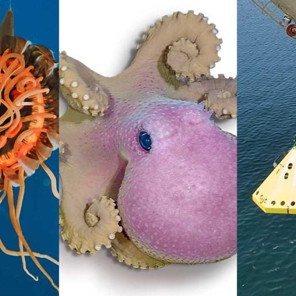 A compilation of a bright orange jellyfish, a pink octopus and a ship lowering a triangular-shaped yellow node to the water’s surface.