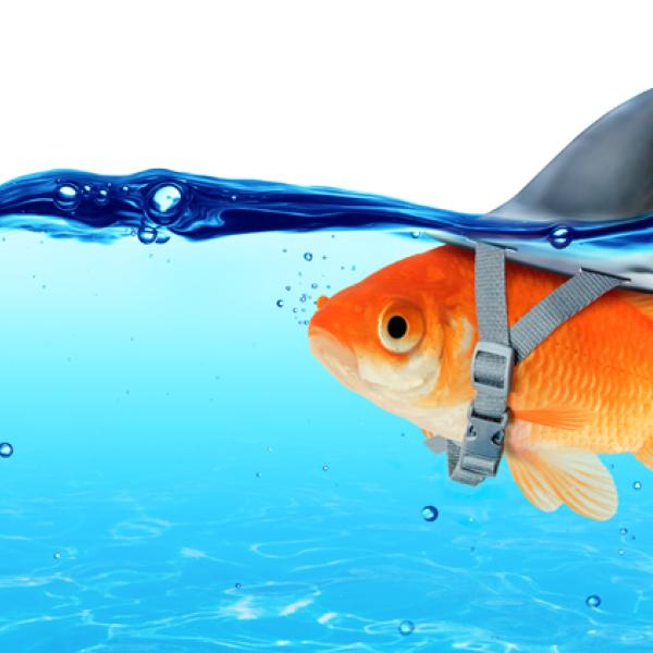 Un poisson rouge nage, un aileron de requin sur son dos