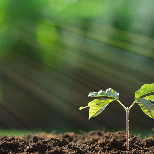 A green seedling in rich brown soil.