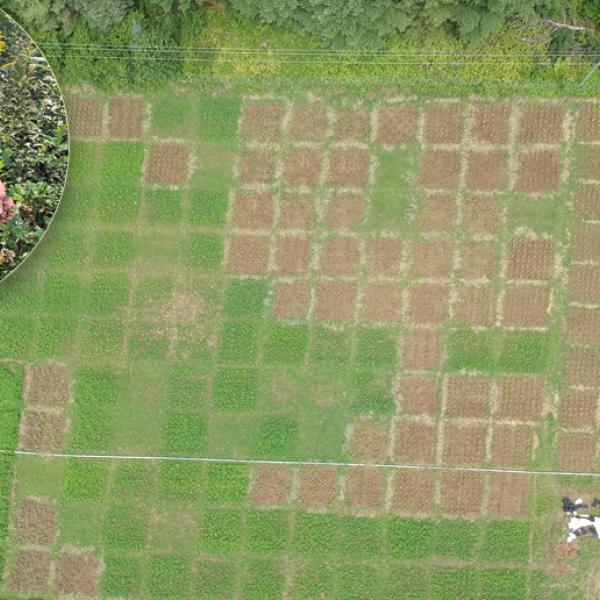 A photo of Christian Messier examining a plant on the forest floor is inlaid over an aerial photo of a green field divided into squares