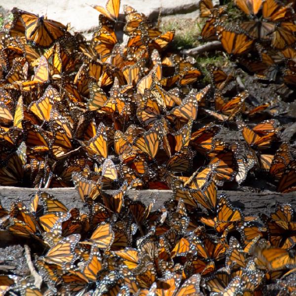 A large quantity of Monarch butterflies