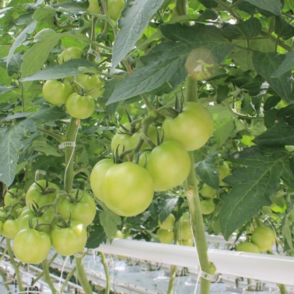 Green tomatoes on a vine