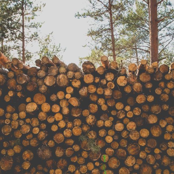 A stack of logs