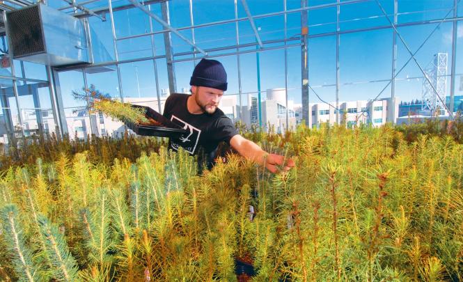 A person leans over rows of evergreen saplings inside a greenhouse