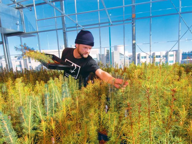 Une personne se penchant sur des rangées de jeunes arbres à feuilles persistantes dans une serre