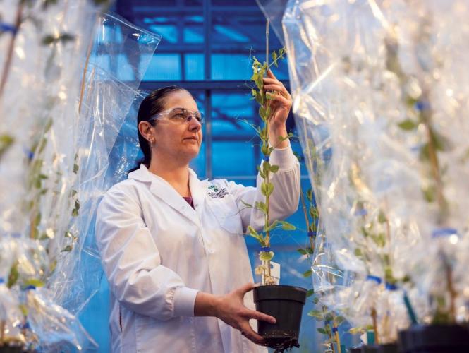 Une personne inspecte des plants cultivés en environnement contrôlé dans une serre de recherche.