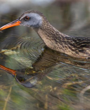 A bird with a long, reddish bill and flecked brown feathers wades in marshy waters.