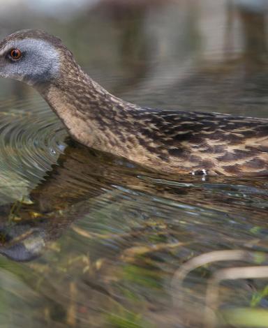 Un oiseau au long bec rougeâtre et au plumage brun moucheté patauge dans des eaux marécageuses.