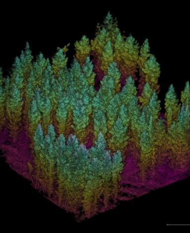 A computer-generated image shows several dozen coniferous trees. The upper levels are generally green, middle levels are generally yellow-orange, and the lowest levels are generally deep pink.
