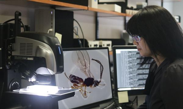 Une personne est assise devant un microscope à lumière vive et deux écrans d’ordinateur, dont l’un montre une guêpe en gros plan.