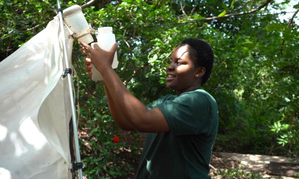 A person works with an insect trap that resembles a suspended white tarp attached to a small plastic container.