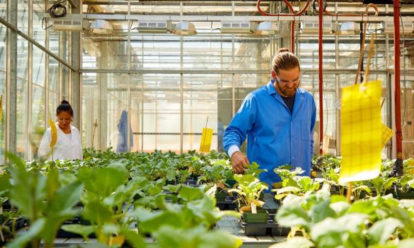 Two people in lab coats look down at trays of vegetable plants inside a greenhouse.