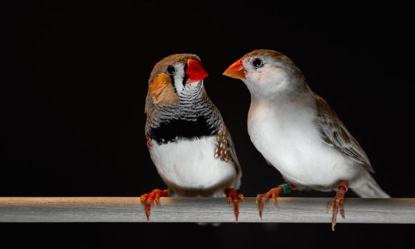 Two birds with bright orange beaks on a wooden perch.