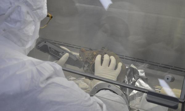 A laboratory technician wearing a hooded suit and white gloves uses a tool on a skull in a glass case.