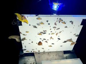 Dozens of different moth species perch on a vertical white screen.