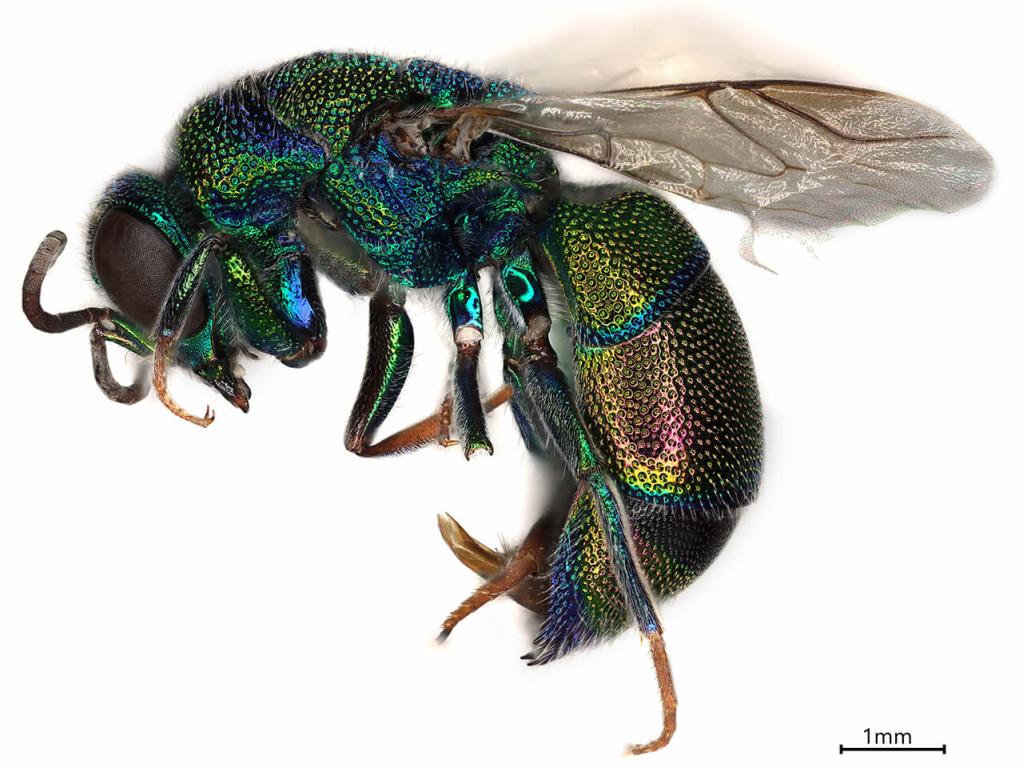 A close-up view of a jewel-toned flying insect.