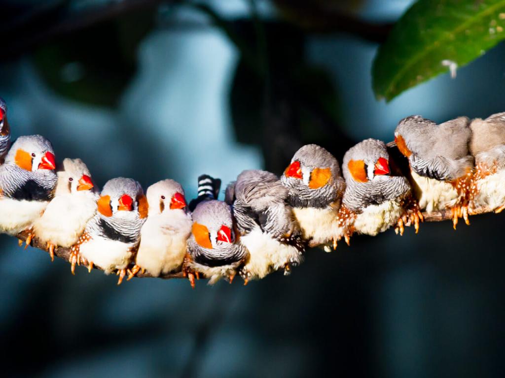 A row of zebra finches with bright orange beaks perch in a tight huddle along a long branch. 