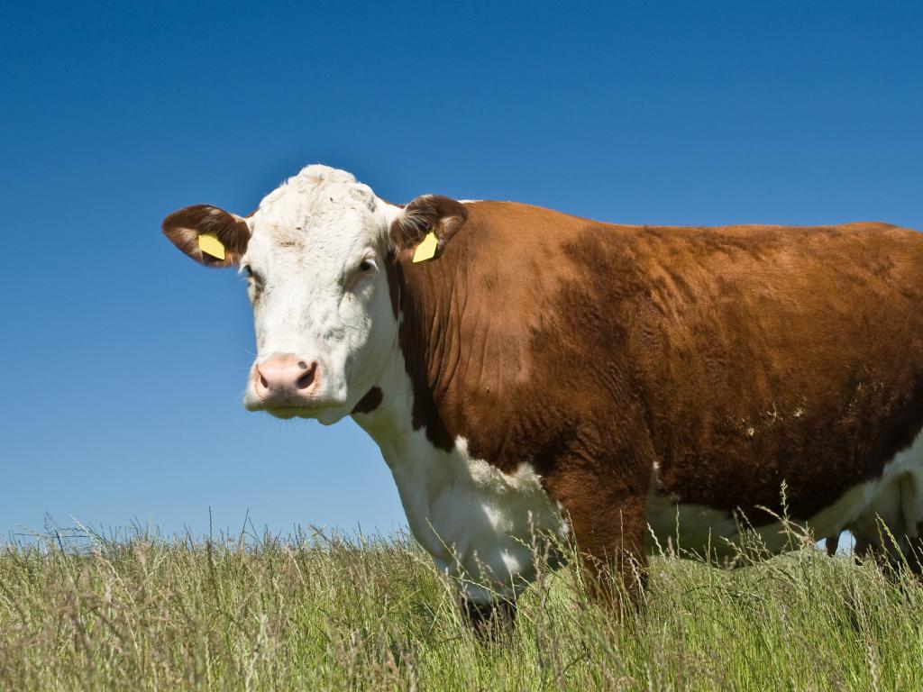 A brown and white cow stands knee-deep in grass