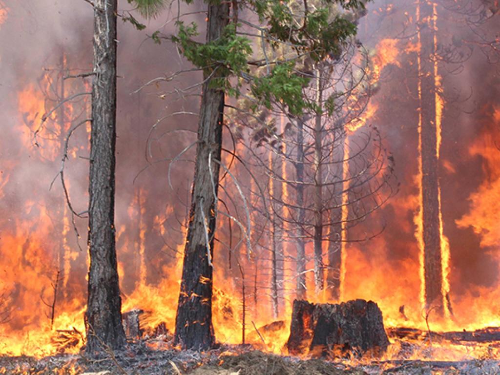 Bright orange flames and dark grey smoke engulf a coniferous forest