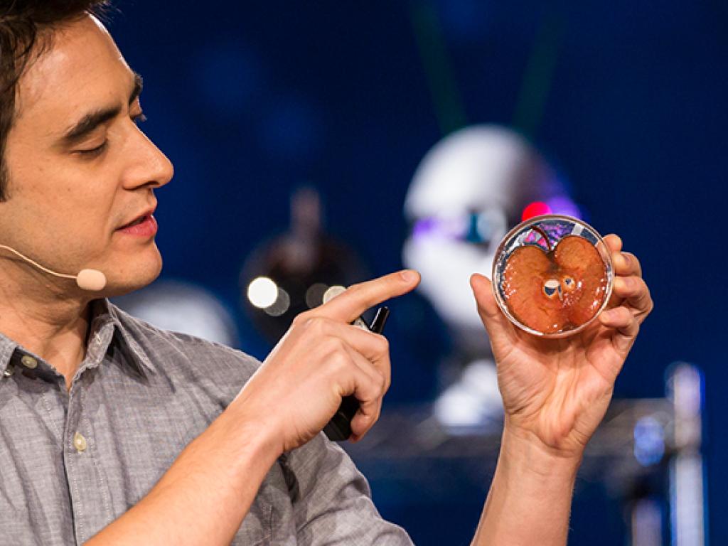 Andrew Pelling, wearing a microphone, points to a slice of apple in a petri dish.