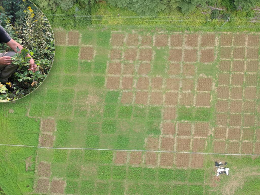 A photo of Christian Messier examining a plant on the forest floor is inlaid over an aerial photo of a green field divided into squares