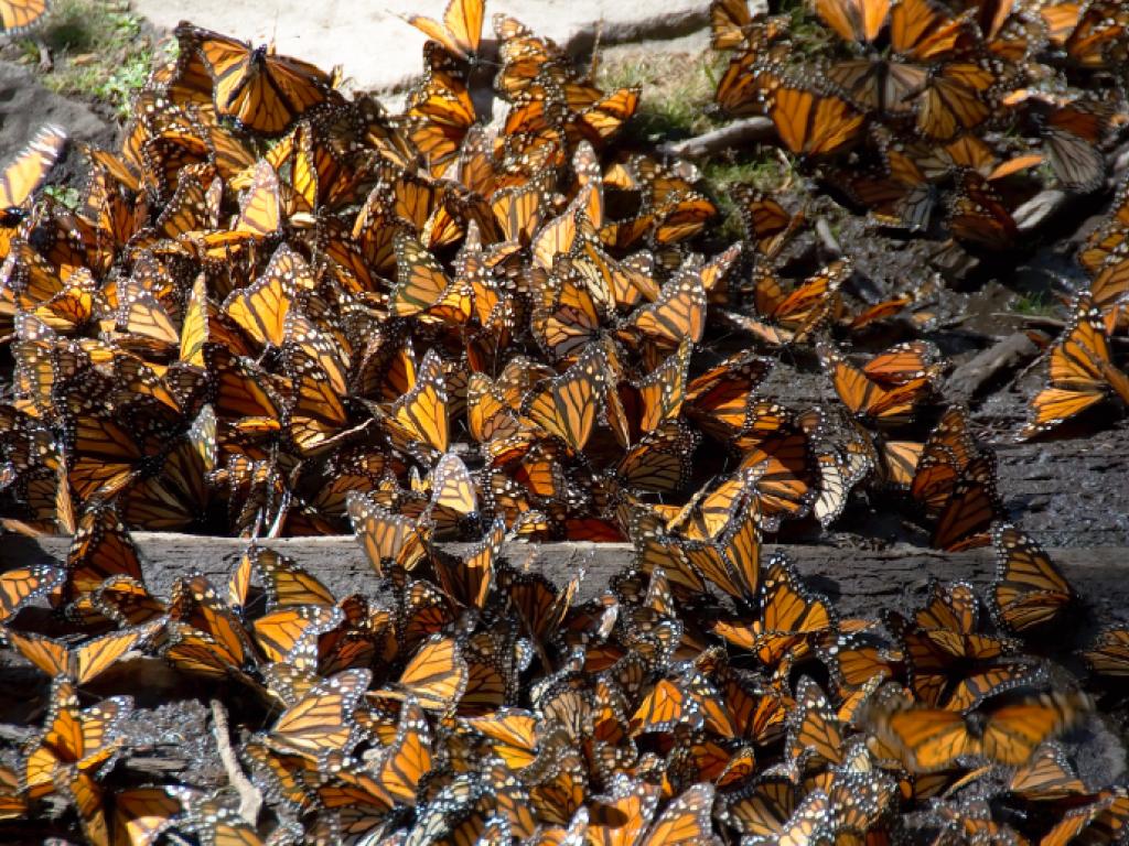 A large quantity of Monarch butterflies