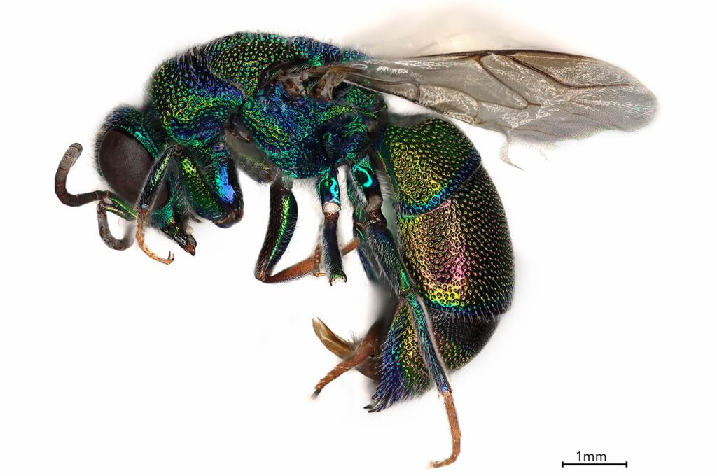 A close-up view of a jewel-toned flying insect.