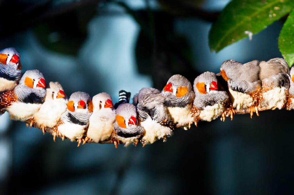 A row of zebra finches with bright orange beaks perch in a tight huddle along a long branch. 