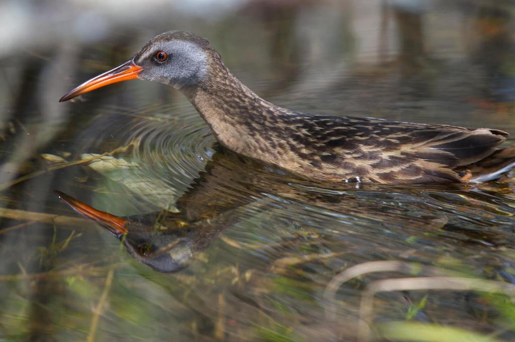 A bird with a long, reddish bill and flecked brown feathers wades in marshy waters.
